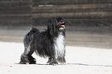 PETIT CHIEN LION 202